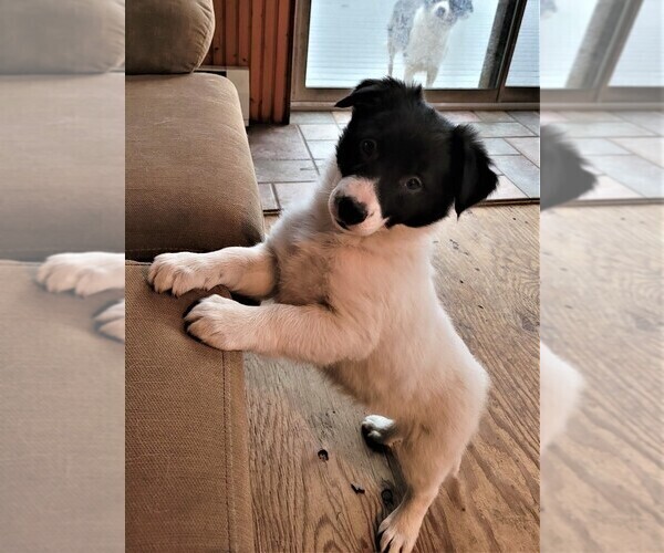 Medium Photo #4 Border Collie Puppy For Sale in BERWICK, PA, USA