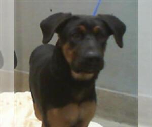 German Shepherd Dog-Unknown Mix Dogs for adoption in Las Vegas, NV, USA