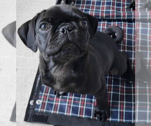 Pug Puppy for sale in WILMINGTON, NC, USA