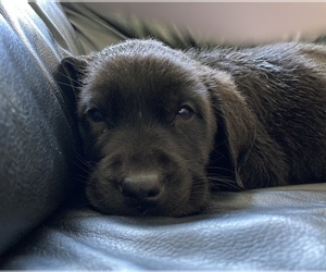 Labrador Retriever Puppy for sale in DAVENPORT, IA, USA