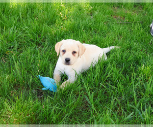 Labrador Retriever Puppy for Sale in SYRACUSE, Indiana USA