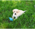 Image preview for Ad Listing. Nickname: Aster