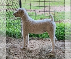 Mother of the Poodle (Standard) puppies born on 10/30/2021