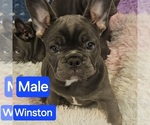 Small #3 French Bulldog