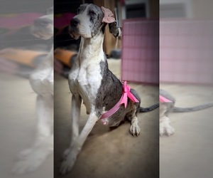 Mother of the Great Dane puppies born on 09/05/2025