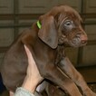 Small Photo #17 Vizsla-Weimaraner Mix Puppy For Sale in MILLBROOK, AL, USA