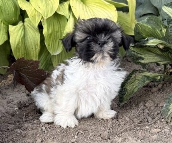 Medium Photo #3 Shih Tzu Puppy For Sale in THORP, WI, USA