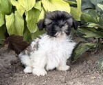 Small #2 Shih Tzu