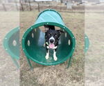 Small #7 American Pit Bull Terrier-Huskies  Mix