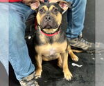 Small #2 Mutt
