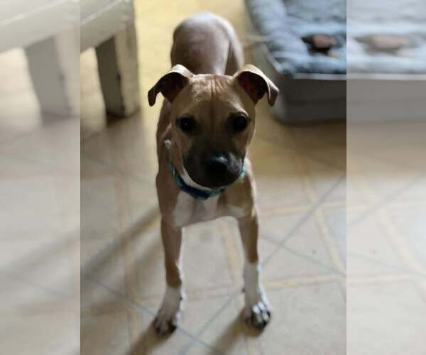 Medium Photo #19 Black Mouth Cur-Unknown Mix Puppy For Sale in New York, NY, USA