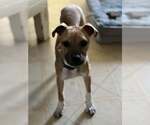 Small #18 Black Mouth Cur Mix