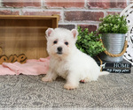 Small #2 West Highland White Terrier
