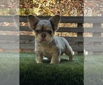 Puppy Sparki French Bulldog