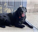 Small #3 Labrador Retriever