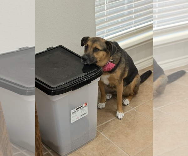 Medium Photo #3 Shepradors Puppy For Sale in McKinney, TX, USA