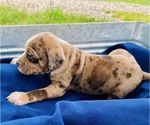 Small Photo #6 Catahoula Leopard Dog-Unknown Mix Puppy For Sale in YELLVILLE, AR, USA