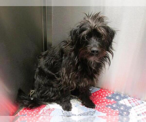 Medium Photo #1 Cairn Terrier-Unknown Mix Puppy For Sale in Orange, CA, USA