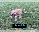 Puppy Chocolate Aussiedoodle-Poodle (Standard) Mix