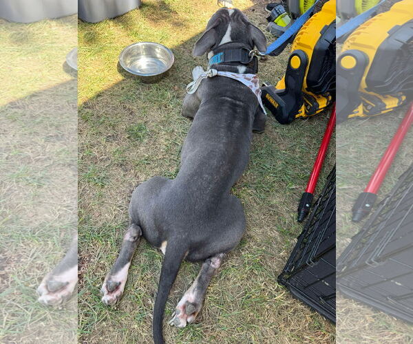 Medium Photo #6 American Pit Bull Terrier-Unknown Mix Puppy For Sale in Germantown, OH, USA