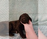 Small Photo #17 Poodle (Standard) Puppy For Sale in CLAYTON, WA, USA