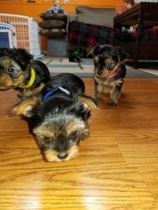 Yorkshire Terrier Puppy for sale in STERLING HEIGHTS, MI, USA