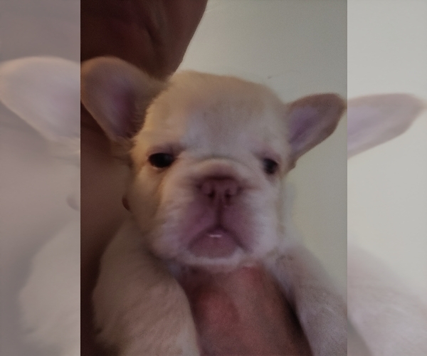 Medium Photo #27 French Bulldog Puppy For Sale in HIGHLAND VILL, TX, USA