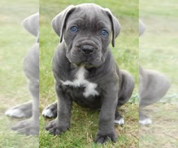 Medium Photo #1 Cane Corso Puppy For Sale in PERRIS, CA, USA