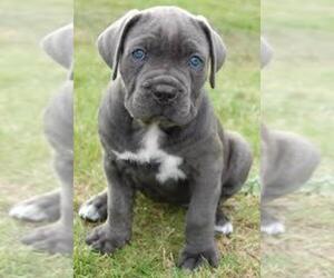 Cane Corso Puppy for sale in PERRIS, CA, USA