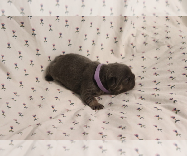 Medium Photo #2 French Bulldog Puppy For Sale in MANCHESTER, MI, USA