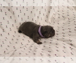 Small #1 French Bulldog