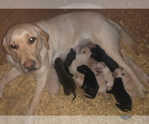 Mother of the Labrador Retriever puppies born on 03/14/2022