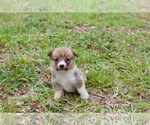 Small Photo #2 Pembroke Welsh Corgi Puppy For Sale in MAGNOLIA, TX, USA
