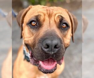 Rhodesian Ridgeback-Unknown Mix Dogs for adoption in Lake Forest, CA, USA