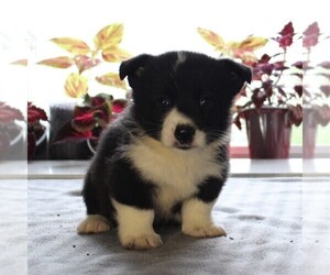 Pembroke Welsh Corgi Puppy for sale in HONEY BROOK, PA, USA
