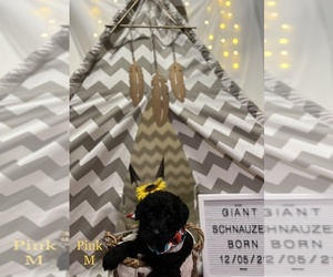 Schnauzer (Giant) Puppy for sale in SALINAS, CA, USA