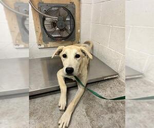 Labrador Retriever-Unknown Mix Dogs for adoption in San Andreas, CA, USA