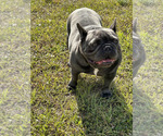 Small Photo #5 French Bulldog Puppy For Sale in LOXAHATCHEE, FL, USA
