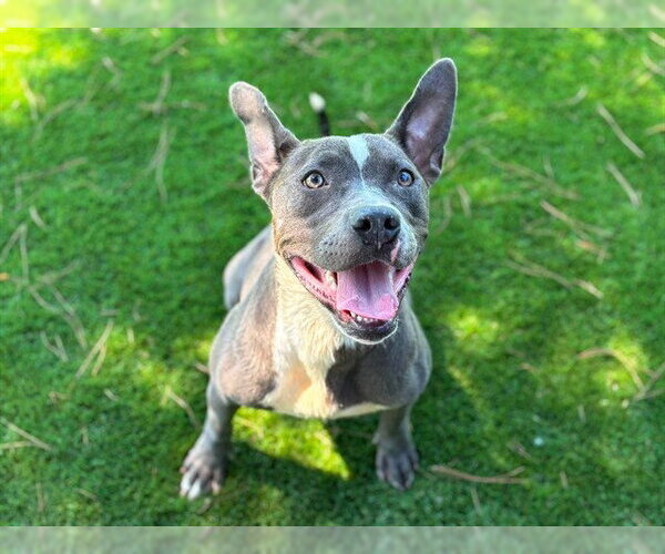 Medium Photo #2 Mutt Puppy For Sale in San Bernardino, CA, USA