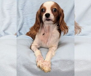 Cavalier King Charles Spaniel Dogs for adoption in Bon Carbo, CO, USA