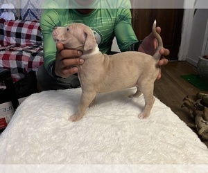 Medium American Bully