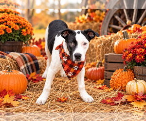 American Pit Bull Terrier Dogs for adoption in Southbury, CT, USA