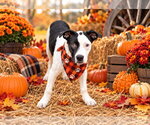 Cassius ~ meet me! - Male American Pit Bull Terrier Dog for Adoption - Small photo