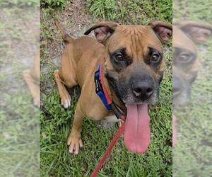 SIZZLA - Male Mutt Dog for Adoption - Photo #3