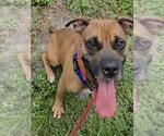 Small Photo #3 Mutt Puppy For Sale in Fort Lauderdale, FL, USA