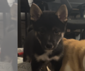 Shiba Inu Puppy for sale in LOS ANGELES, CA, USA