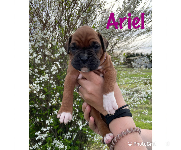 Medium Photo #4 Boxer Puppy For Sale in CLAYTON, DE, USA