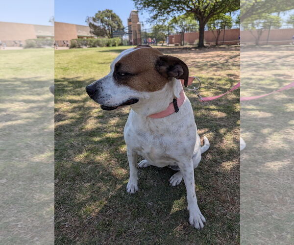 Medium Photo #2 Mutt Puppy For Sale in Euless, TX, USA