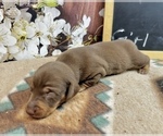 Small #4 Dachshund