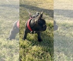 Small #3 French Bulldog